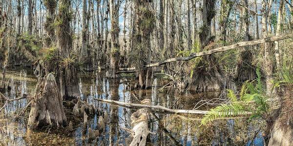 Big Cypress National Preserve Art Print featuring the photograph Big Cypress Wilderness by Rudy Wilms