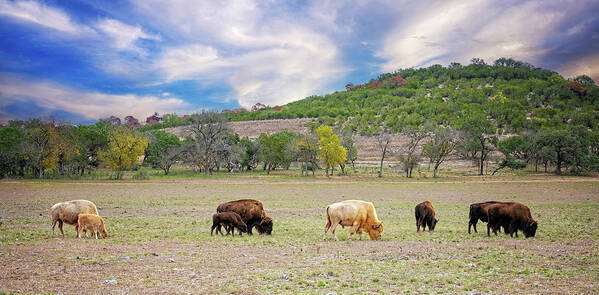Texas Art Print featuring the photograph Bison Lineup by Lynn Bauer