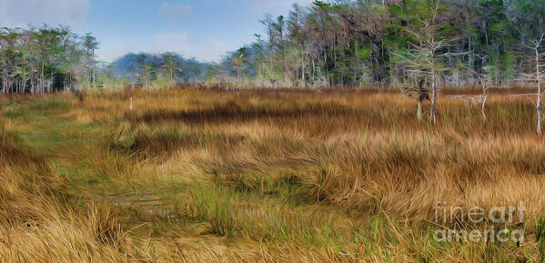 Airboat Trail Art Print featuring the digital art Everglades Airboat Trail by Patti Powers