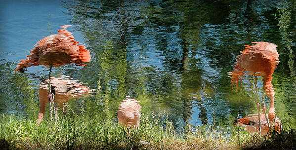 Pink Flamingoes Art Print featuring the photograph Flamingoes in the Grass by WAZgriffin Digital