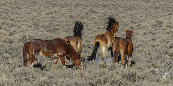 Wild Horses Art Print featuring the photograph Frisky Mustangs by Yeates Photography