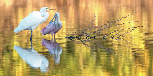Great Egret Art Print featuring the photograph Great Egret and Roseate Spoonbill 0912-110321-2 by Tam Ryan