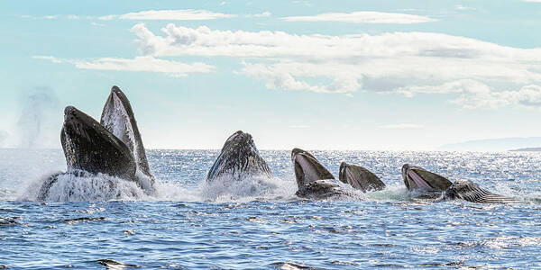 Whale Art Print featuring the photograph Humpbacks in a Row by Michael Rauwolf