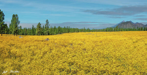 Arizona Art Print featuring the photograph Meadow of Yellow Wildflowers by Jeff Goulden