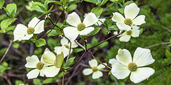 Flowers Art Print featuring the photograph Pacific Dogwoods by Claude Dalley