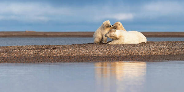 Arctic Art Print featuring the photograph Polar Bear Siblings with Mom by Scott Slone