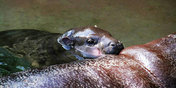 Hippo Art Print featuring the photograph Pygmy Hippo LP 3A by Sally Fuller