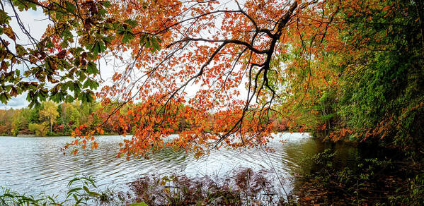 Carolina Art Print featuring the photograph Red Maple Trees at the Lake Indian Boundary by Debra and Dave Vanderlaan