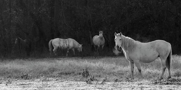 Shawnee Art Print featuring the photograph Shawnee Herd by Holly Ross