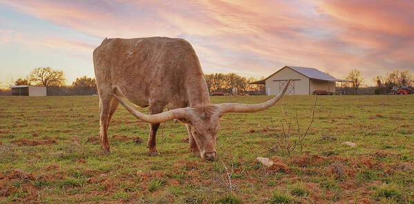 Texas Longhorns Wall Art Art Print featuring the photograph Texas longhorn cow Dusty at Sunset by Cathy Valle