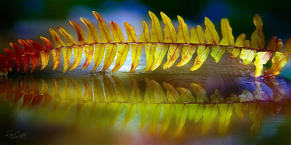 Boston Fern Art Print featuring the photograph The Fall Of Boston by Rene Crystal