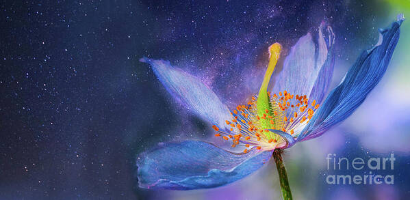 Cosmos Art Print featuring the photograph To Reach Beyond by Marilyn Cornwell