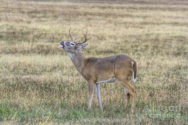 Deer Art Print featuring the photograph Crooning Buck by Barbara Bowen