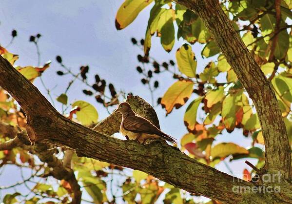 Dove. Morning Dove Art Print featuring the photograph In Morning Light by Craig Wood