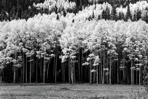 Red River Art Print featuring the photograph New Mexico Aspens by Ron Weathers