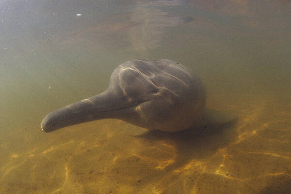 Feb0514 Art Print featuring the photograph Amazon River Dolphin Portrait Brazil #1 by Flip Nicklin