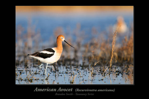 Alberta Art Print featuring the photograph American Avocet #1 by Brandon Smith