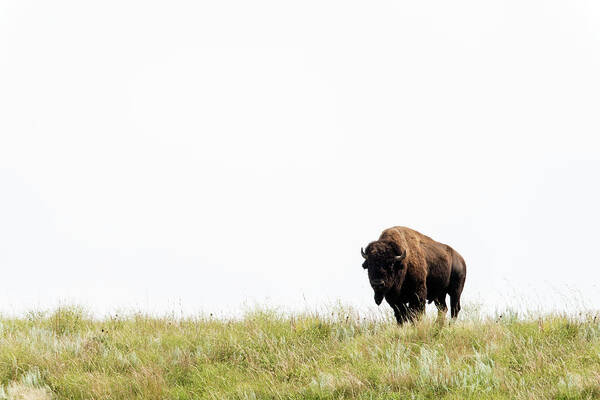 Grass Art Print featuring the photograph American Bison Buffalo, Wind Cave #1 by Mark Newman