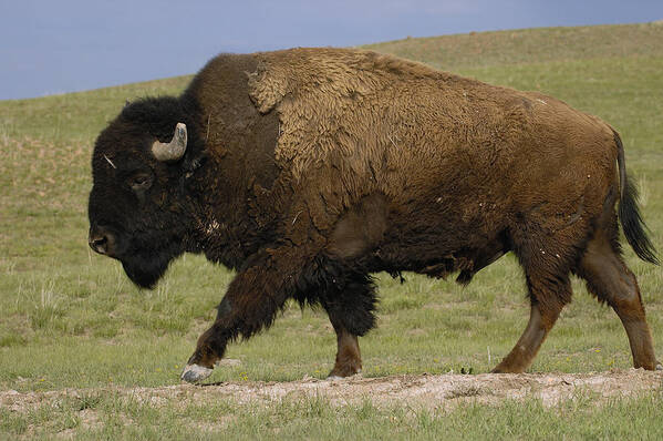 Feb0514 Art Print featuring the photograph American Bison Male Wyoming #1 by Pete Oxford