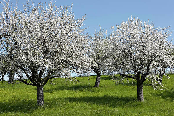 Grass Art Print featuring the photograph Apple Trees In Full Bloom #1 by Wilfried Krecichwost