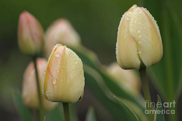 Tulips Art Print featuring the photograph April Showers #1 by Living Color Photography Lorraine Lynch