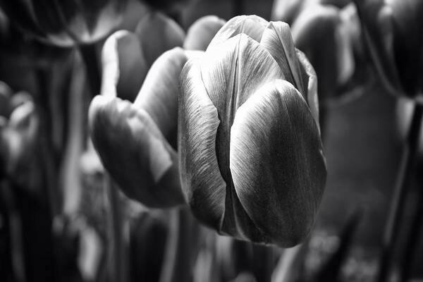 Canon T3i Art Print featuring the photograph Arboretum Tulips #1 by Ben Shields