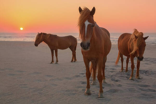 Horse Art Print featuring the photograph Assateague Island Wild Horses #1 by Image By Michael Rickard