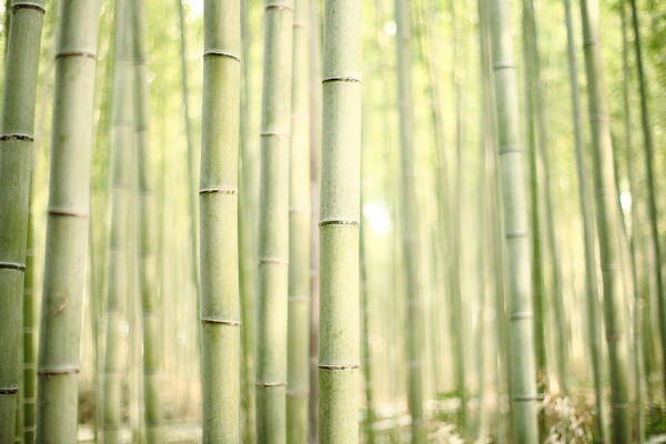 Tranquility Art Print featuring the photograph Bamboo Forest #1 by Kanekodaidesignoffice Caramel