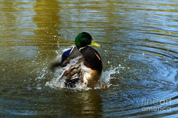 Mallard Art Print featuring the photograph Bath Time #1 by Vivian Christopher