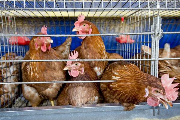 Agricultural Art Print featuring the photograph Battery hens on a farm #1 by Science Photo Library