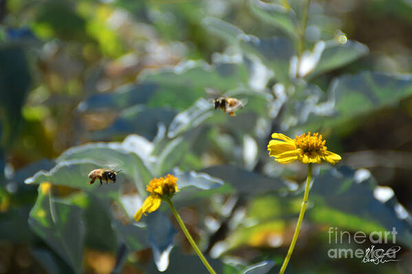 Bees Art Print featuring the photograph Bees at Work by Keith Lyman