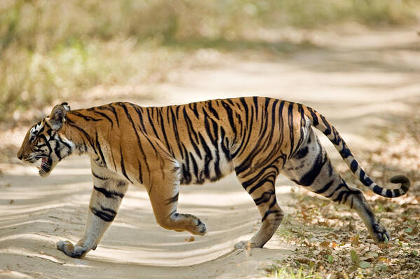 Photography Art Print featuring the photograph Bengal Tiger Panthera Tigris Tigris #1 by Panoramic Images