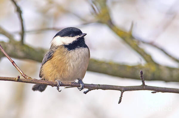 Black-caped Chickadee Art Print featuring the photograph Black Capped Chickadee #2 by Sharon Talson