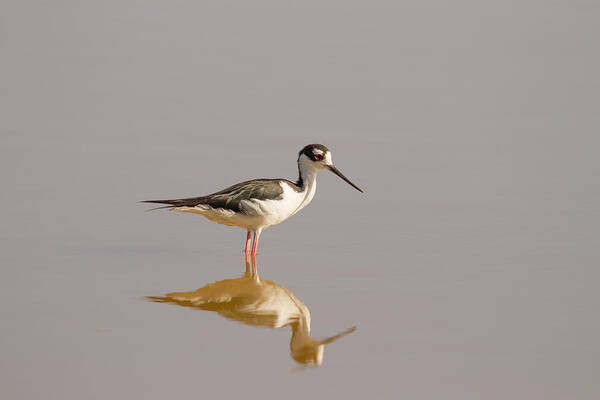 Bird Art Print featuring the photograph Black-necked Stilt #1 by Doug McPherson