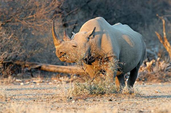 Africa Art Print featuring the photograph Black Rhinoceros #1 by Tony Camacho