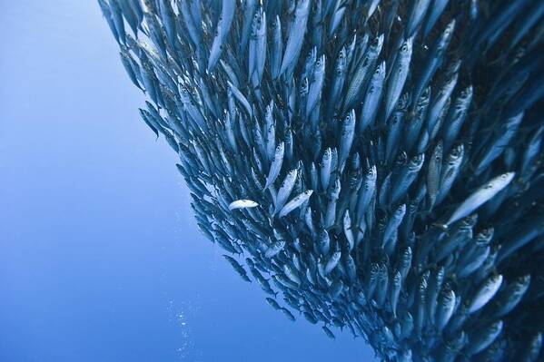 Blue jack mackerel bait ball #1 Art Print by Science Photo Library
