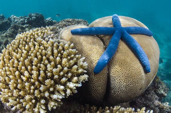 Pete Oxford Art Print featuring the photograph Blue Sea Star On Coral Reef Fiji #2 by Pete Oxford