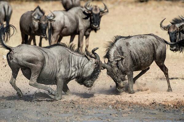 Action Art Print featuring the photograph Blue Wildebeest Males Fighting #1 by Tony Camacho/science Photo Library