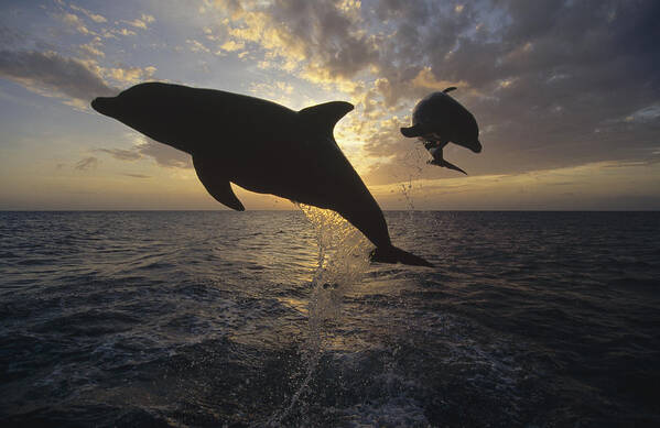 Feb0514 Art Print featuring the photograph Bottlenose Dolphin Leaping Caribbean #1 by Konrad Wothe