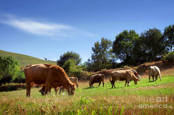 Agriculture Art Print featuring the photograph Bovine Cattle #1 by Carlos Caetano