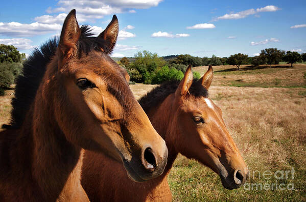 Agriculture Art Print featuring the photograph Breed Of Horses #1 by Carlos Caetano