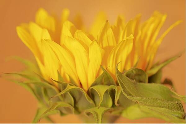 Sunflower Art Print featuring the photograph Bright and Sunny #2 by Deborah Crew-Johnson