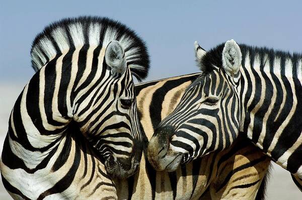 Equus Quagga Burchellii Art Print featuring the photograph Burchell's Zebras #1 by Tony Camacho/science Photo Library