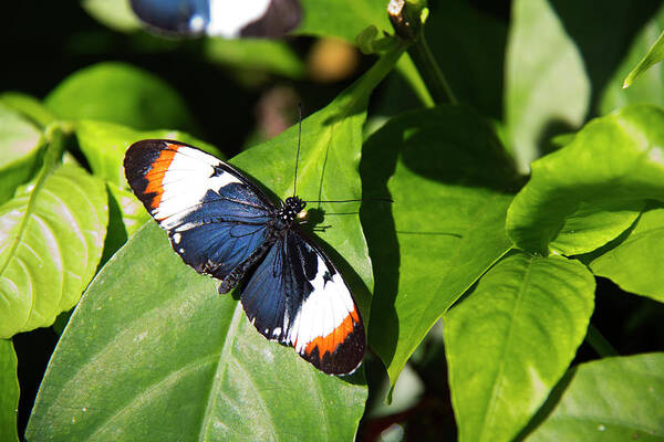 Butterfly Art Print featuring the photograph Butterfly - Hecale by Richard Krebs