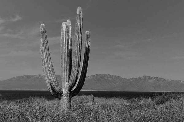 Isla Cerralvo Art Print featuring the photograph Cactus on Isla Cerralvo #1 by Christian Heeb