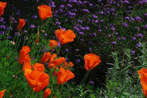 Poppy Art Print featuring the photograph California Poppies #1 by Lynn Bauer