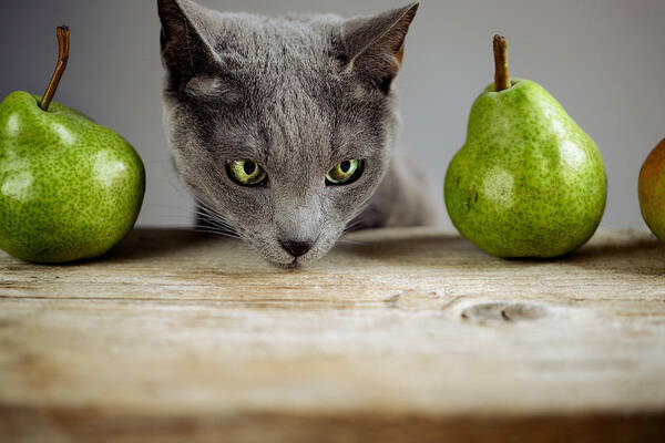 Cat Art Print featuring the photograph Cat and Pears #1 by Nailia Schwarz