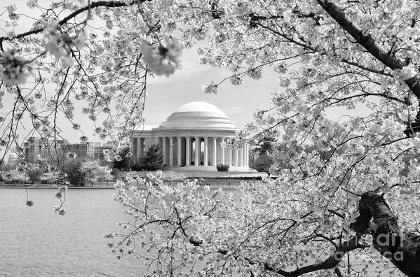 Cherry Blossoms Art Print featuring the photograph Cherry Blossoms #1 by Cathy Alba