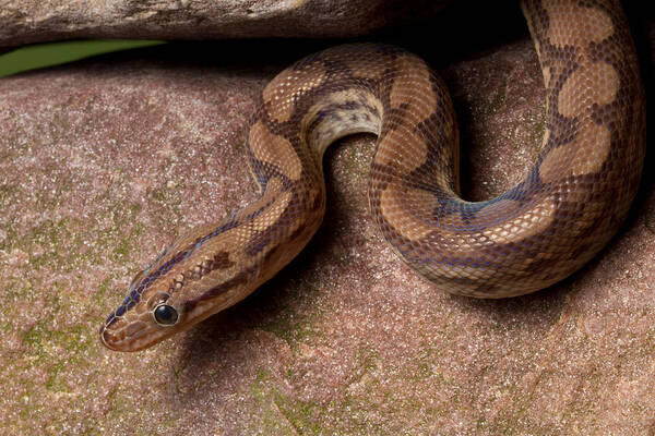 Animal Art Print featuring the photograph Colombian Rainbow Boa Epicrates Maurus #1 by David Kenny