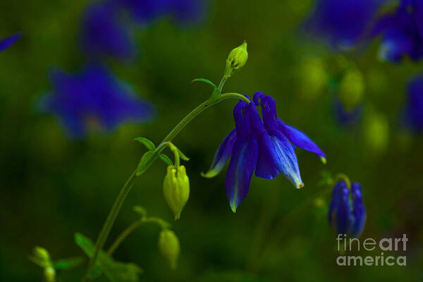 Wildflower Art Print featuring the photograph Columbine #2 by Barbara Schultheis